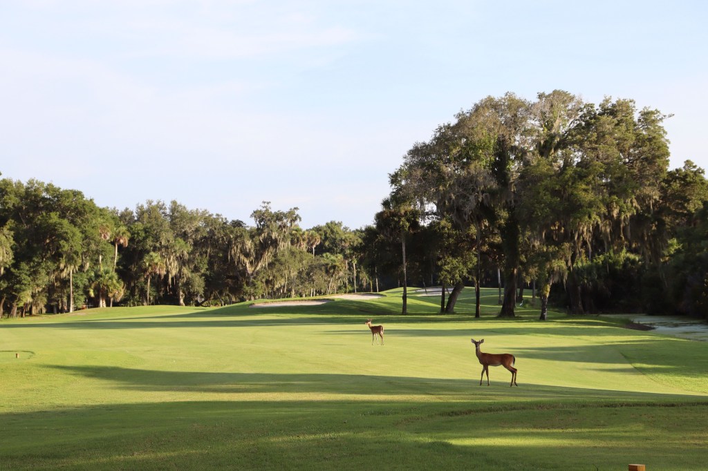 Deer on golf course